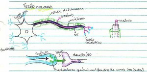 Rabiscos feitos durante uma aula de Biologia.